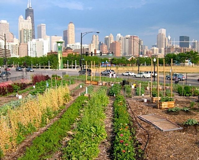chicago downtown garden
